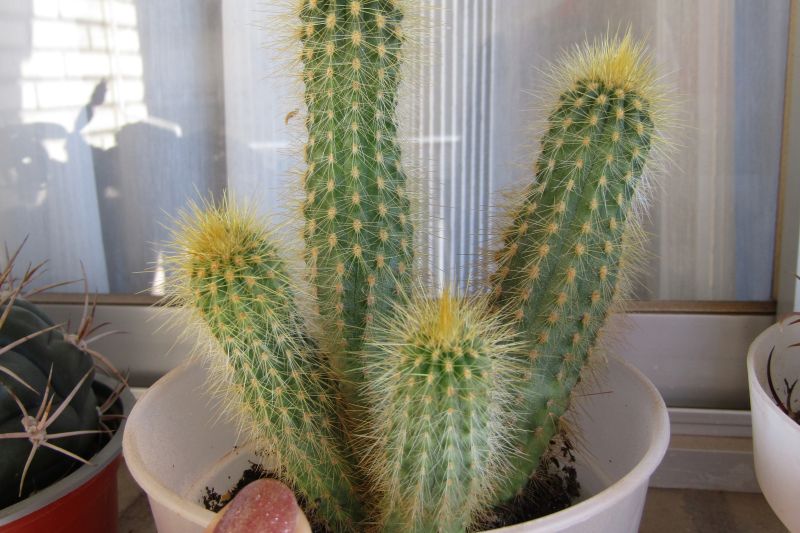 A photo of Micranthocereus estevesii