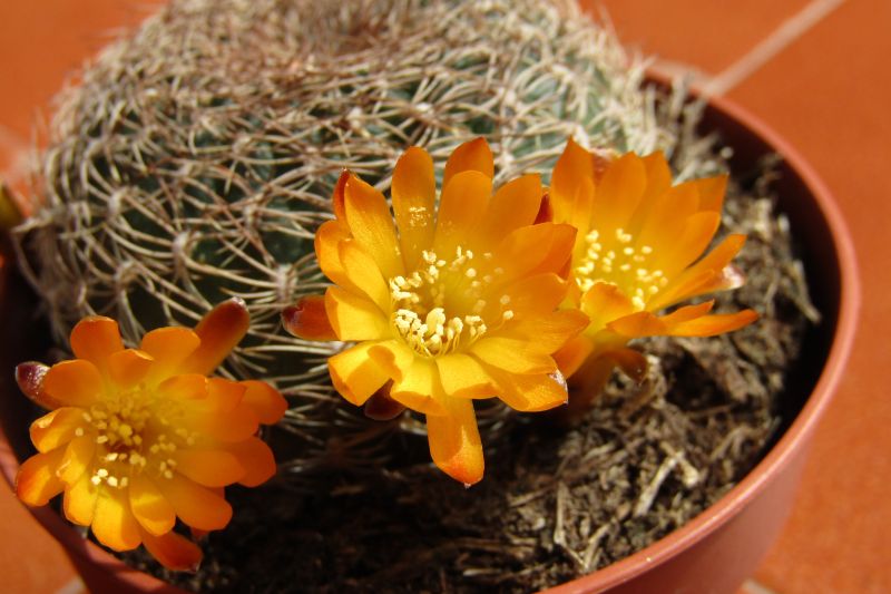 Una foto de Sulcorebutia breviflora