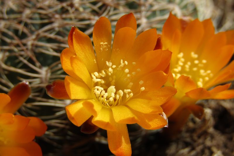 Una foto de Sulcorebutia breviflora