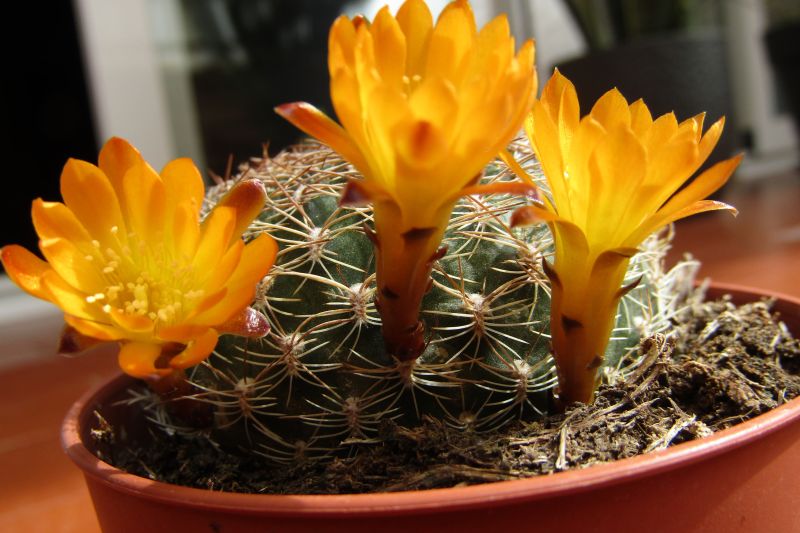 Una foto de Sulcorebutia breviflora
