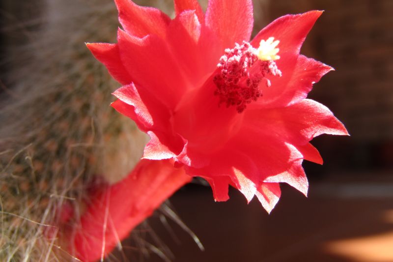 Una foto de Winterocereus colademononis  