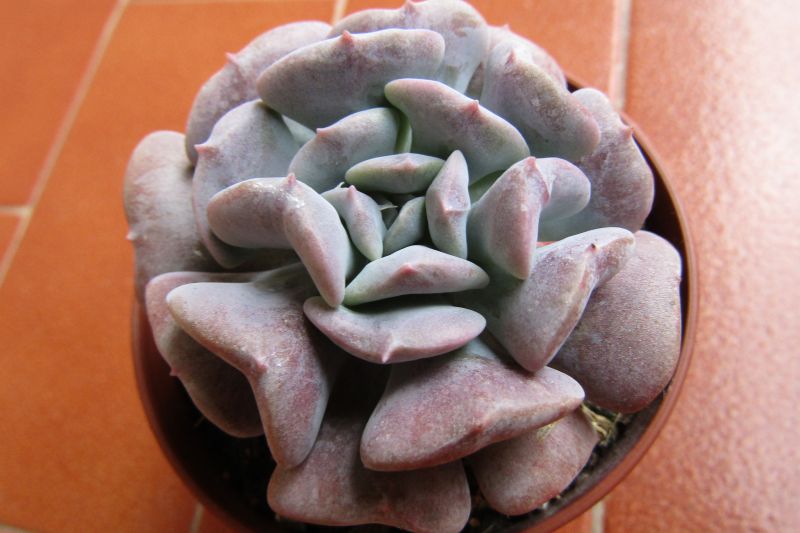 Una foto de Echeveria runyonii cv. Topsy turvy 