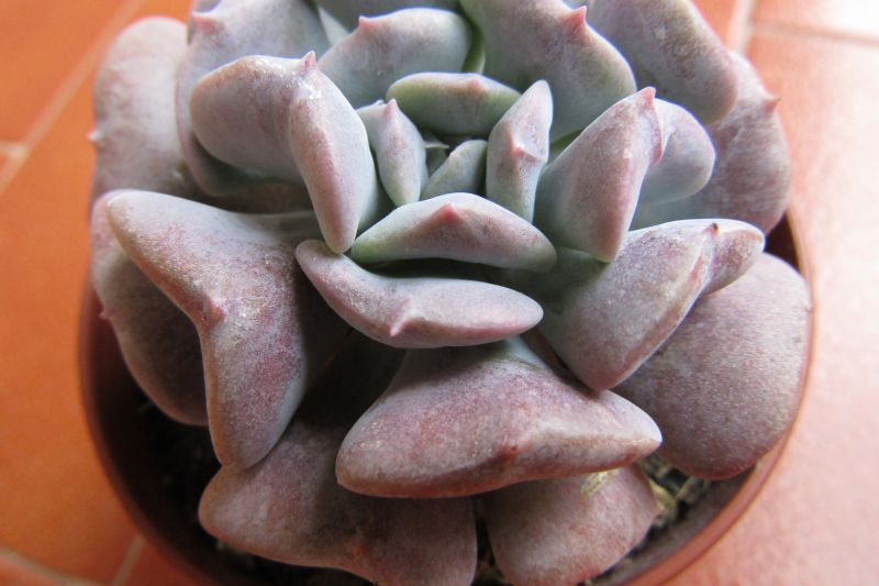 Una foto de Echeveria runyonii cv. Topsy turvy 