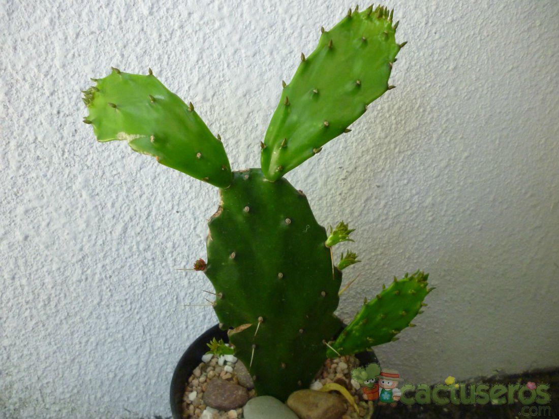 Una foto de Brasiliopuntia brasiliensis