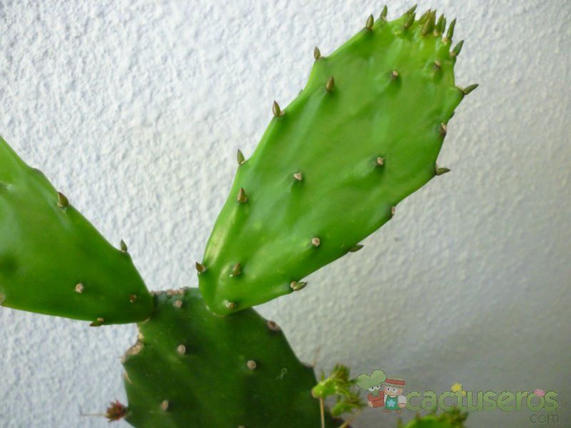 Una foto de Brasiliopuntia brasiliensis