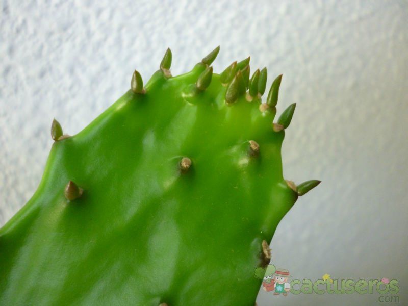 Una foto de Brasiliopuntia brasiliensis