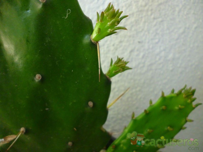 Una foto de Brasiliopuntia brasiliensis