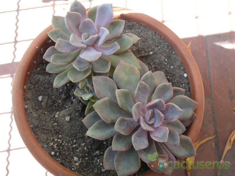 A photo of Graptoveria cv. Debbie