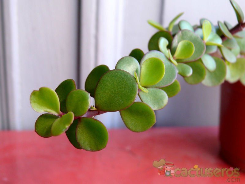 Una foto de Portulacaria afra