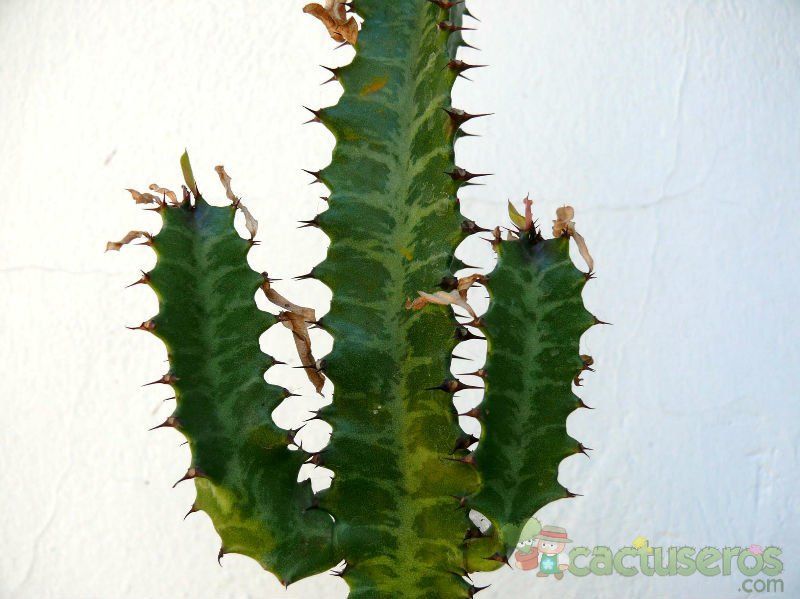 A photo of Euphorbia trigona
