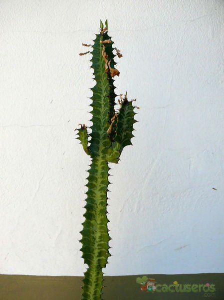 A photo of Euphorbia trigona