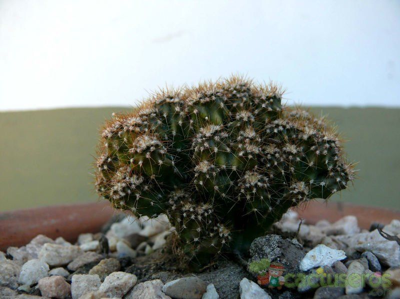 A photo of Cereus peruvianus fma. monstruosa