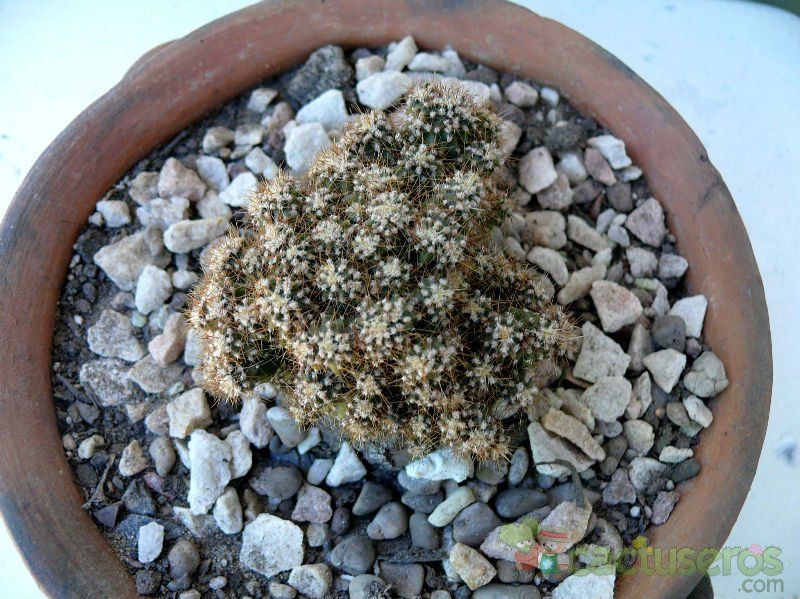 A photo of Cereus peruvianus fma. monstruosa