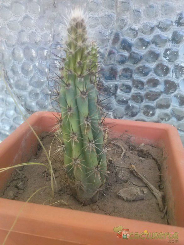 A photo of Cereus aethiops