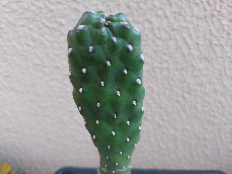 A photo of Consolea rubescens