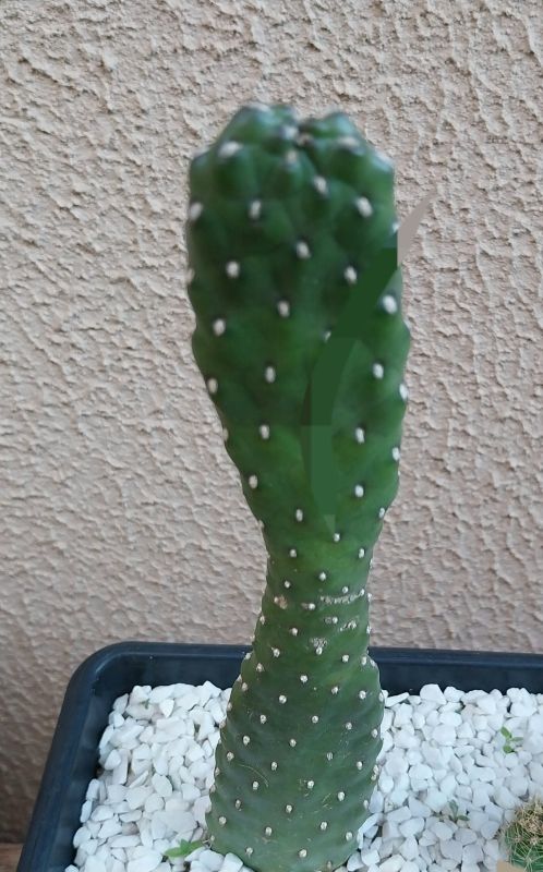 A photo of Consolea rubescens