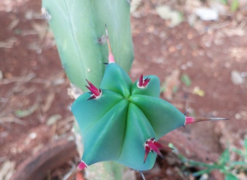 A photo of Myrtillocactus geometrizans