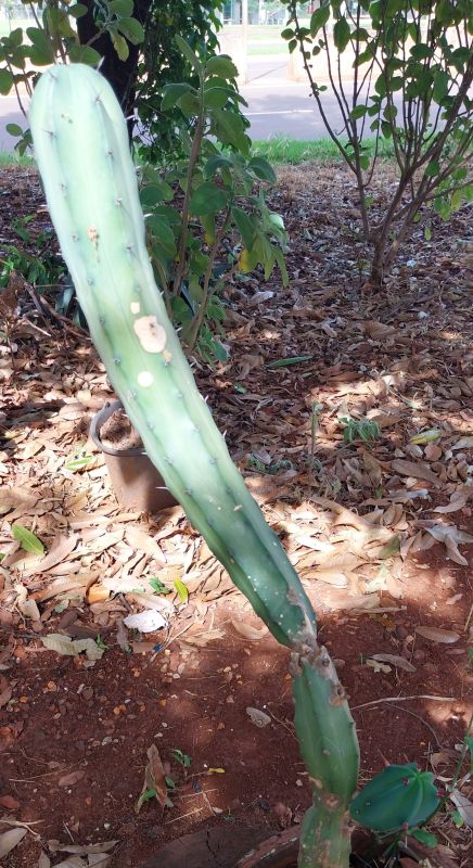 A photo of Myrtillocactus geometrizans