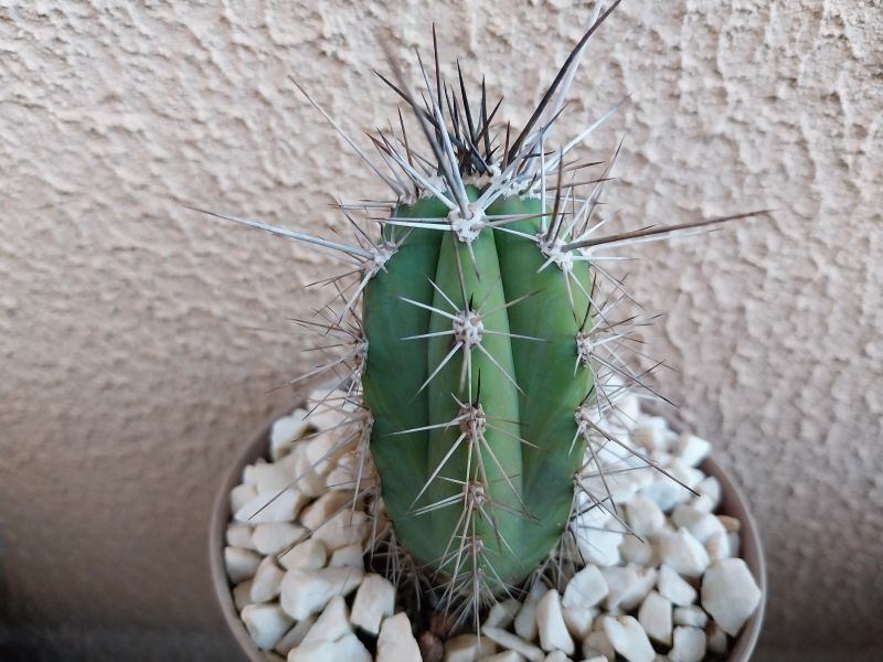 Una foto de Stetsonia coryne