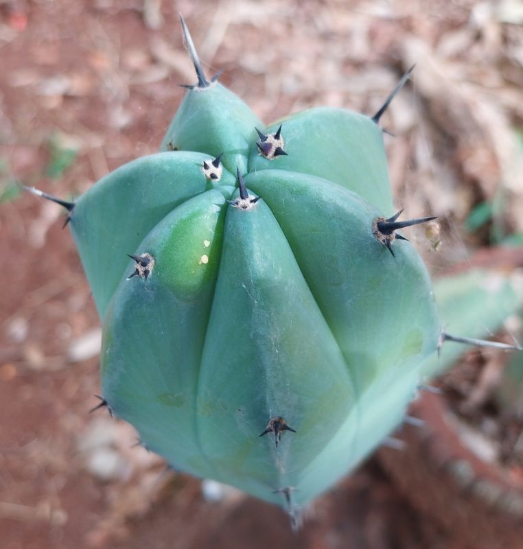 A photo of Myrtillocactus geometrizans