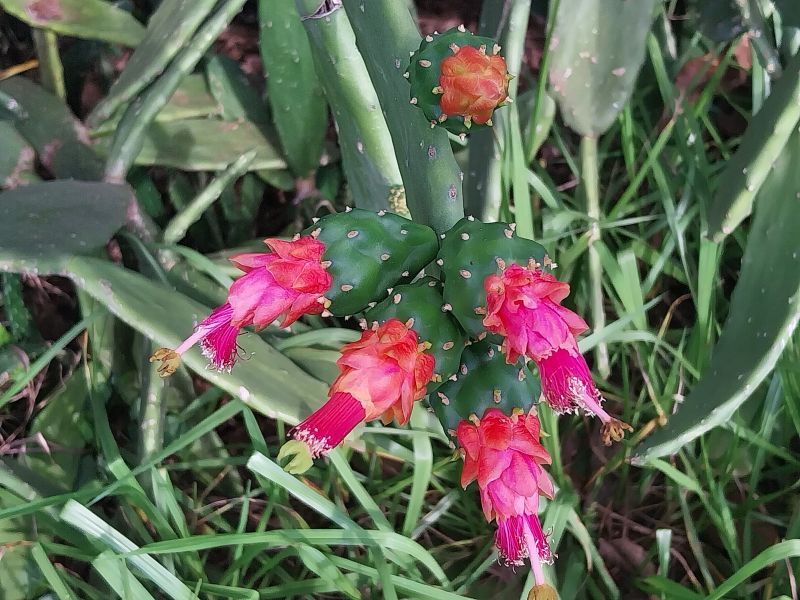 Una foto de Nopalea cochenillifera