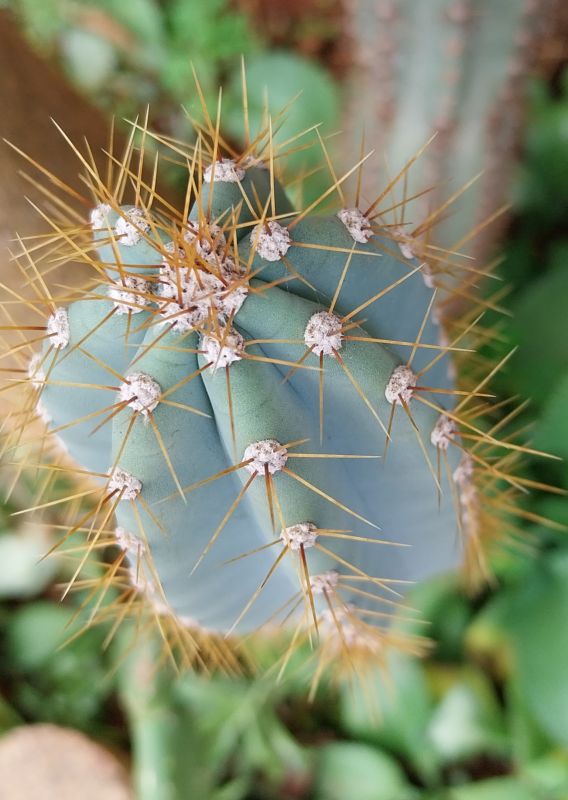 A photo of Pilosocereus azulensis