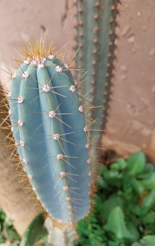 A photo of Pilosocereus azulensis