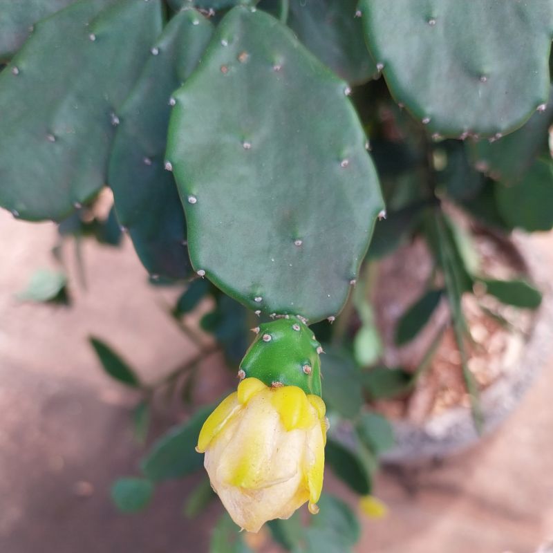 A photo of Brasiliopuntia brasiliensis
