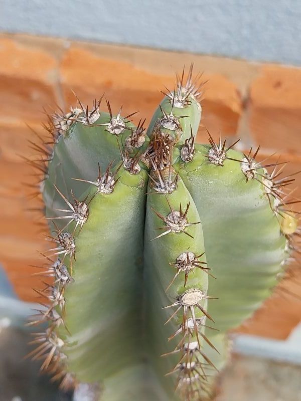 Foto de un cactus que se está identificando actualmente