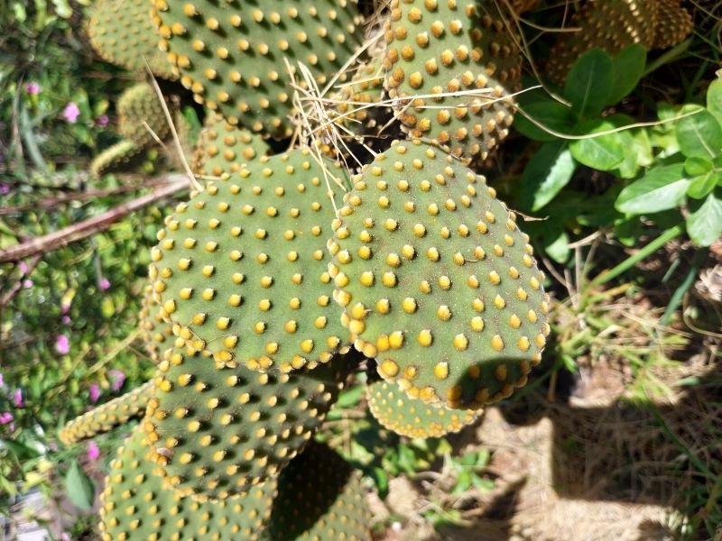 A photo of Opuntia microdasys subsp. microdasys