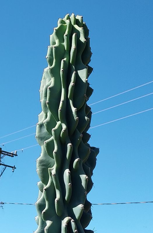 A photo of Cereus hildmannianus f. monstruosa
