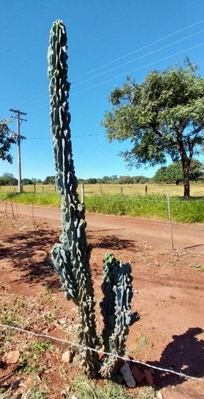 A photo of Cereus hildmannianus f. monstruosa