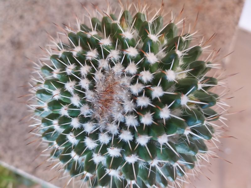 Una foto de Mammillaria karwinskiana subsp. karwinskiana
