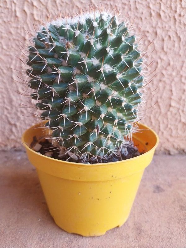 Una foto de Mammillaria karwinskiana subsp. karwinskiana