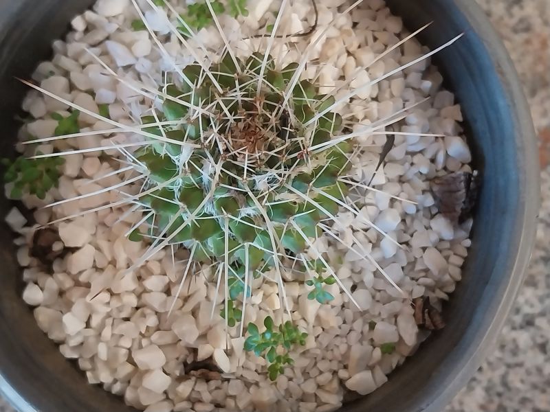 A photo of Mammillaria karwinskiana subsp. nejapensis