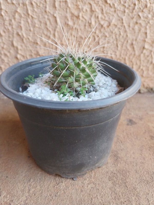 A photo of Mammillaria karwinskiana subsp. nejapensis