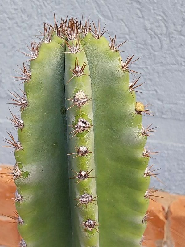 Foto de un cactus que se está identificando actualmente