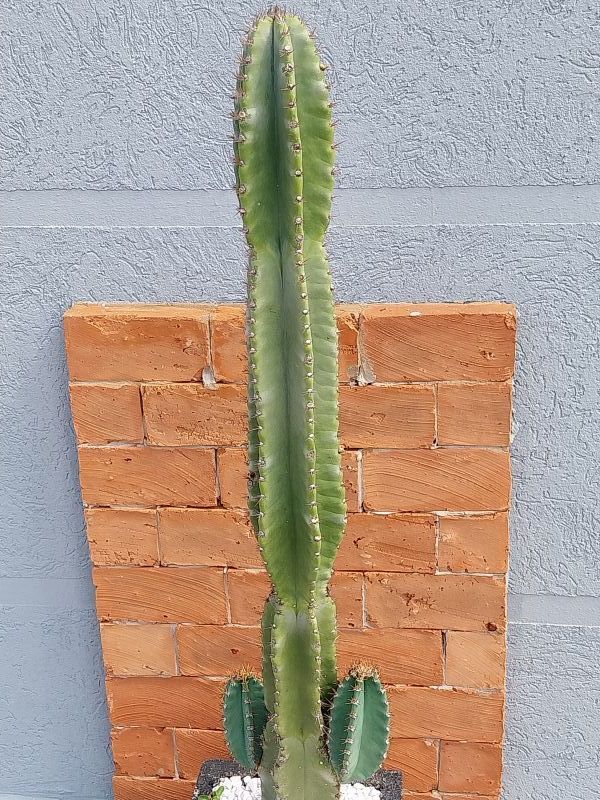 Foto de un cactus que se está identificando actualmente