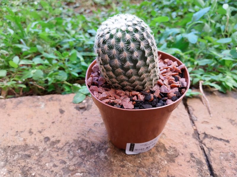 Foto de un cactus que se está identificando actualmente