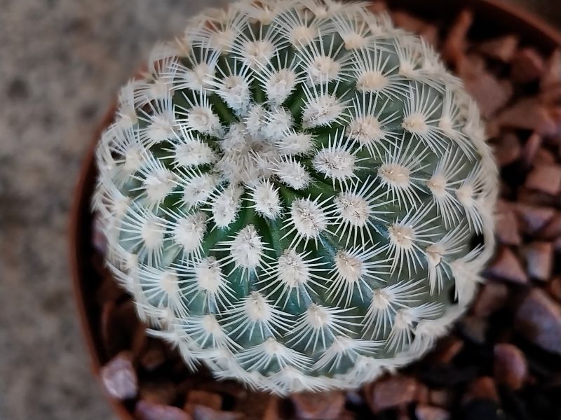Foto de un cactus que se está identificando actualmente