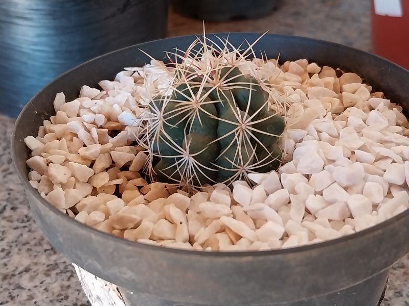 A photo of Thelocactus leucacanthus ssp. leucacanthus