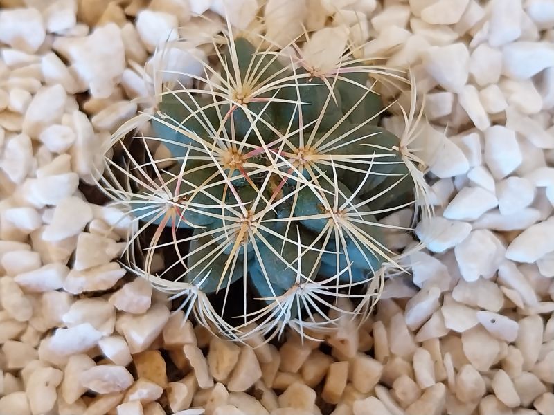 A photo of Thelocactus leucacanthus ssp. leucacanthus