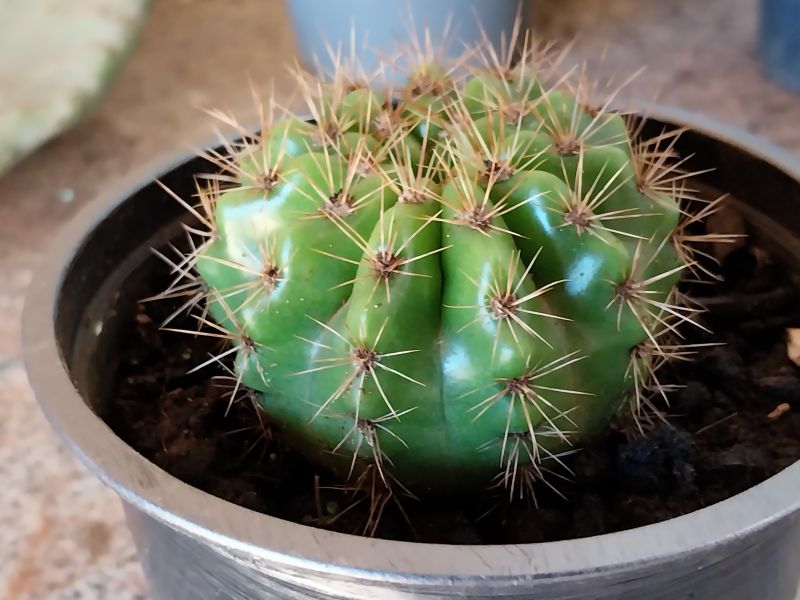 Una foto de Echinopsis calochlora