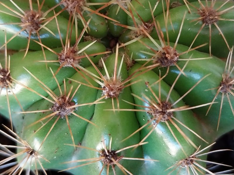 Una foto de Echinopsis calochlora