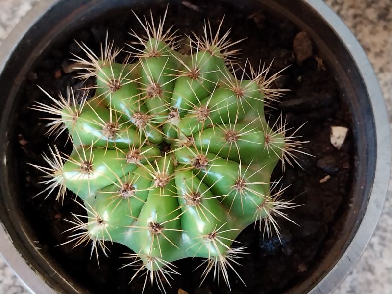 Una foto de Echinopsis calochlora