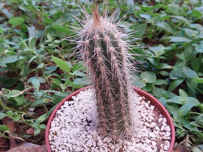 Foto de un cactus que se está identificando actualmente