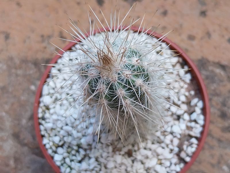 Foto de un cactus que se está identificando actualmente