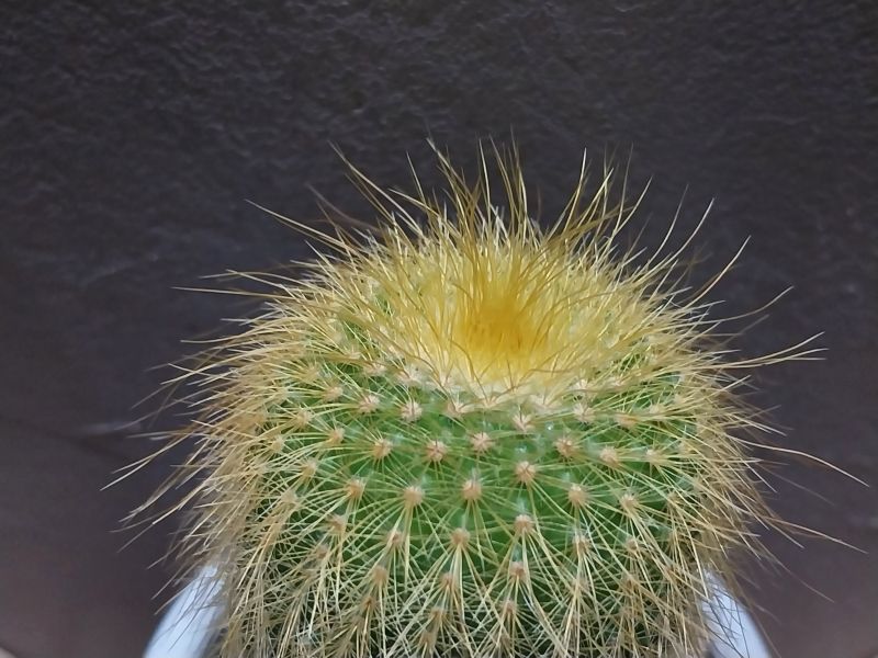 A photo of Parodia leninghausii