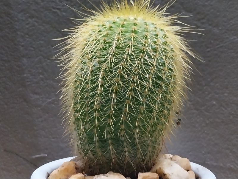 A photo of Parodia leninghausii