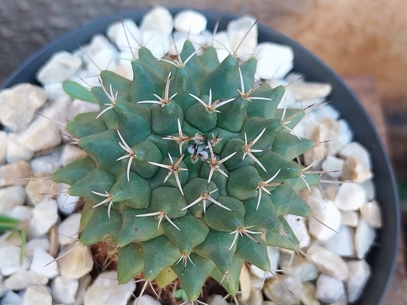 Una foto de Mammillaria compressa ssp. compressa